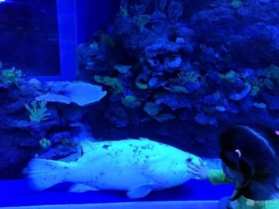 大同水族館vs祥龍魚場（大同水族館與祥龍魚場在業(yè)務(wù)范圍、專業(yè)領(lǐng)域和市場定位差異）