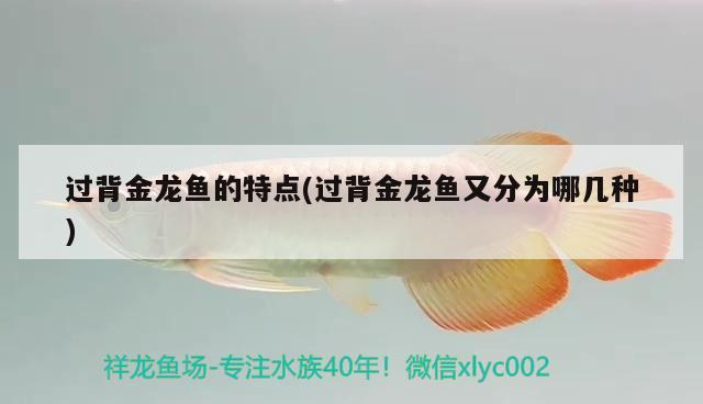 過背金龍魚的特點(過背金龍魚又分為哪幾種)