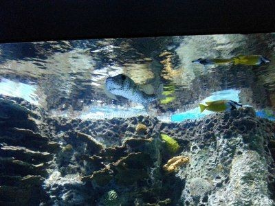 葫蘆島水族館vs祥龍魚場（葫蘆島水族館和祥龍魚場是與水族相關(guān)的場所，但它們之間存在區(qū)別）