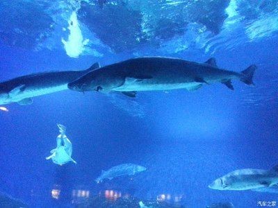 葫蘆島水族館vs祥龍魚場（葫蘆島水族館和祥龍魚場是與水族相關(guān)的場所，但它們之間存在區(qū)別）