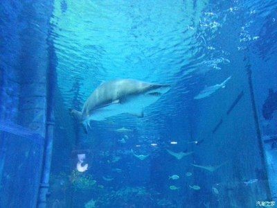 葫蘆島水族館vs祥龍魚場（葫蘆島水族館和祥龍魚場是與水族相關的場所，但它們之間存在區別）