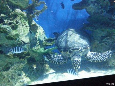 葫蘆島水族館vs祥龍魚場（葫蘆島水族館和祥龍魚場是與水族相關的場所，但它們之間存在區別）