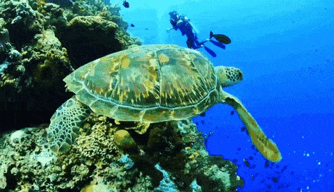平涼水族館vs祥龍魚場（平涼水族館與祥龍魚場各有其特色和優勢）