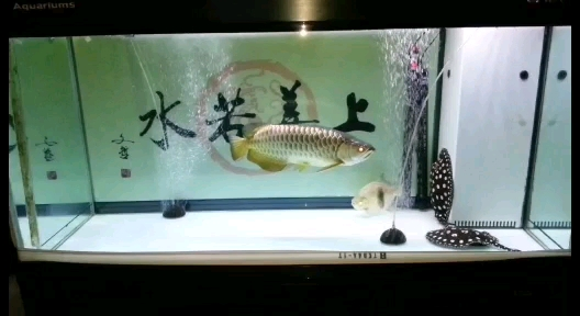 轉發531