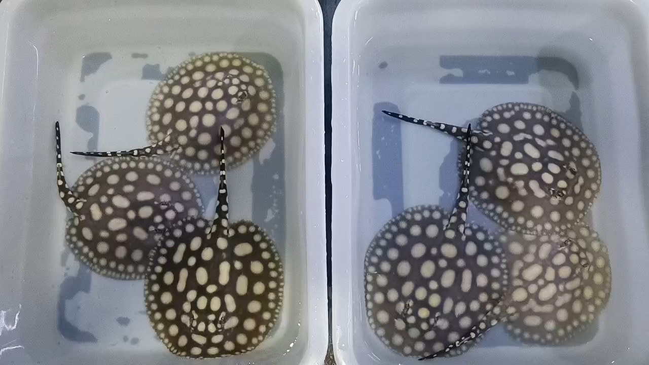 3個月表現(xiàn)