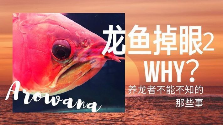 紅龍魚什么時候容易掉眼淚：紅龍魚掉眼淚怎么辦