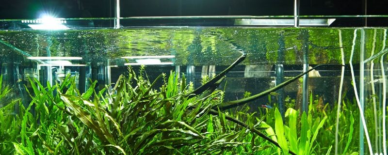 40魚缸能養多少魚：魚缸養魚密度多少合適魚缸養魚密度多少合適