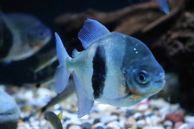 魟魚與細線銀板魚共養注意事項，如何判斷魟魚與銀板魚混養的疾病防控方法，[需手動填充]魚與銀板魚混養的最佳水溫設定