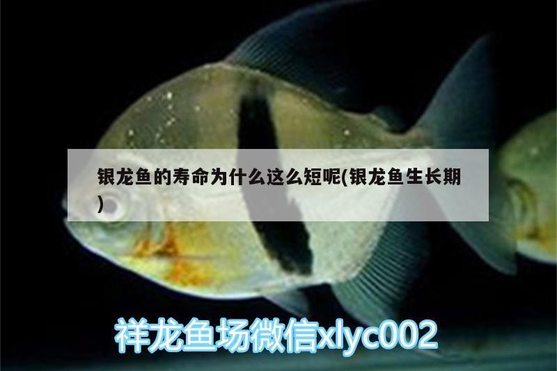 銀龍魚的壽命為什么這么短呢(銀龍魚生長期) 銀龍魚的壽命為什么這么短呢(銀龍魚生長期) 銀龍魚百科