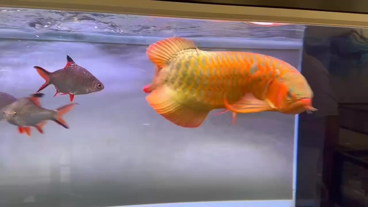 鸚鵡魚和銀龍魚混養怎樣喂食 龍魚吃飼料 龍魚論壇 龍魚吃飼料 龍魚吃飼料 龍魚論壇
