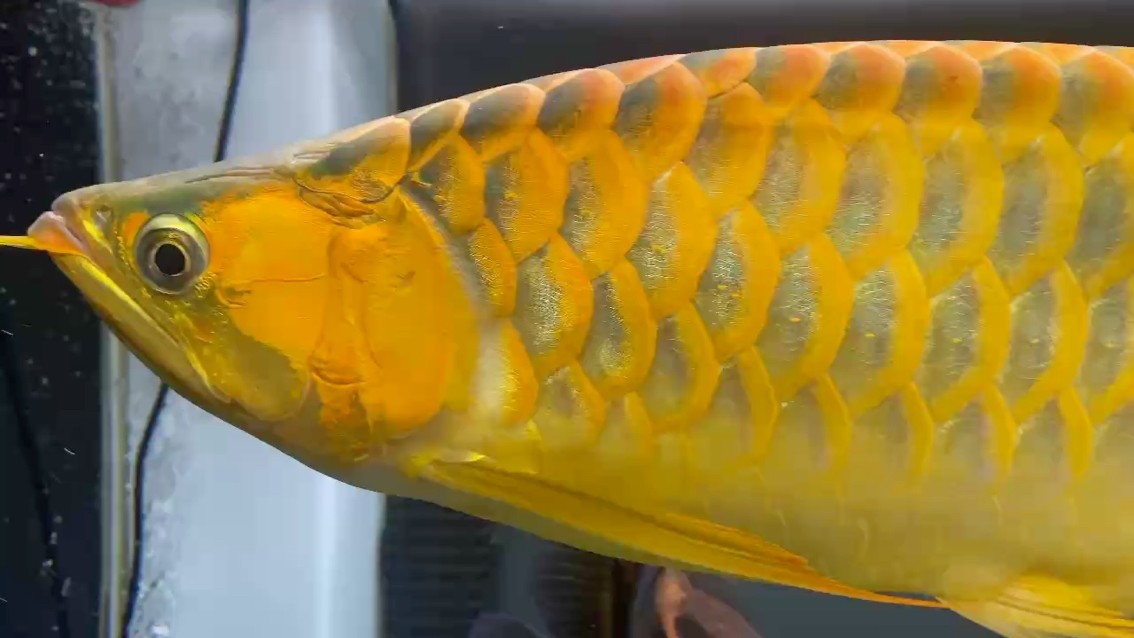 周年紀念日 周年紀念日 龍魚論壇