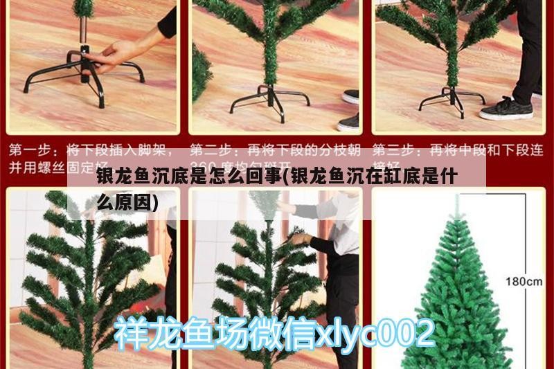 銀龍魚沉底是怎么回事(銀龍魚沉在缸底是什么原因)