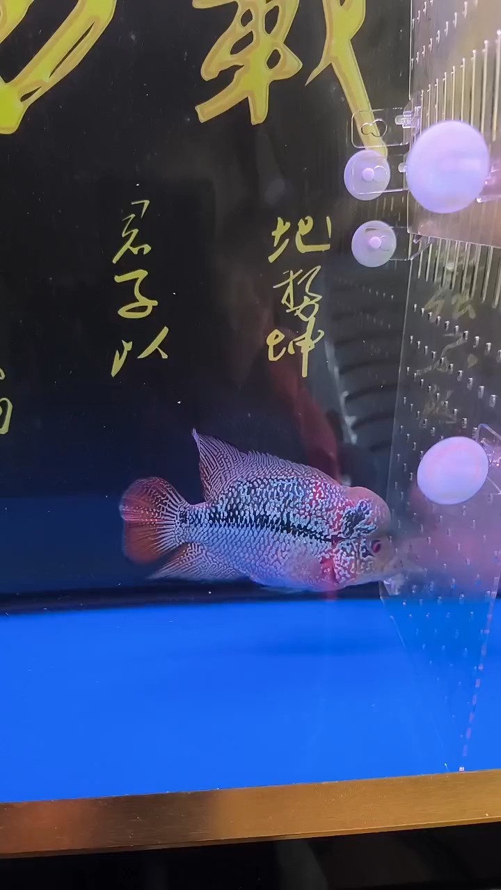 沒(méi)事出來(lái)溜達(dá)溜達(dá)[haha][haha]