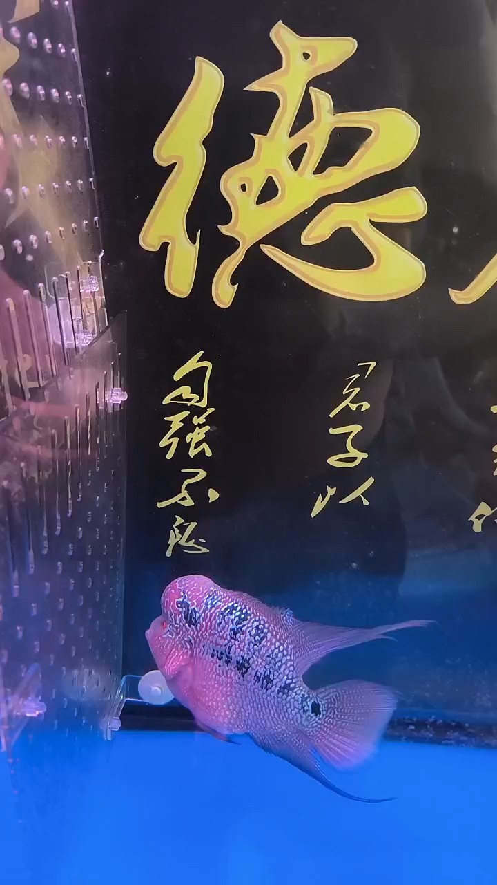 沒(méi)事出來(lái)溜達(dá)溜達(dá)[baiyan]