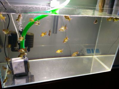 30L魚缸養多少只泰獅：30l的魚缸適合養3~5條泰獅金魚