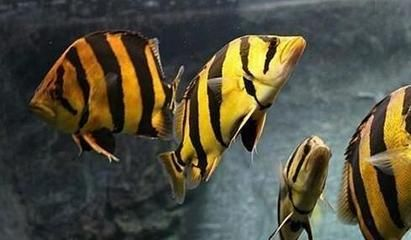 虎魚可以養多大的魚缸：較小的虎魚可以養多大的魚缸，虎魚可以養多大的魚缸