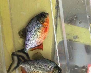 虎魚身上白霧：虎魚身上出現白霧可能是由于水霉病引起的