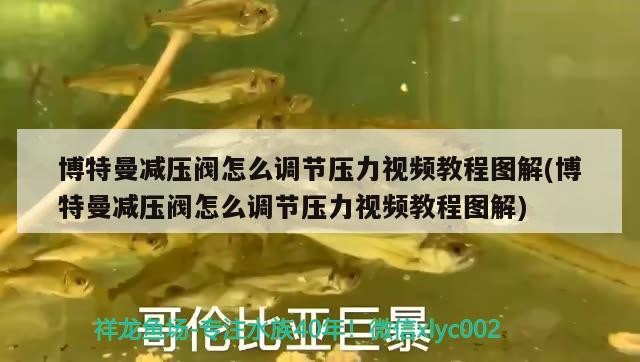 博特曼減壓閥怎么調節壓力視頻教程圖解(博特曼減壓閥怎么調節壓力視頻教程圖解) 博特曼減壓閥怎么調節壓力視頻教程圖解(博特曼減壓閥怎么調節壓力視頻教程圖解) 博特水族