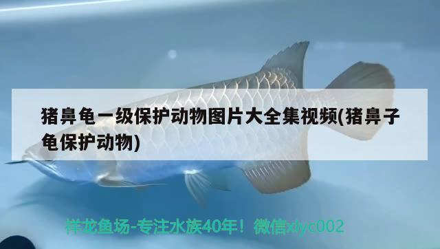 豬鼻龜一級(jí)保護(hù)動(dòng)物圖片大全集視頻(豬鼻子龜保護(hù)動(dòng)物)