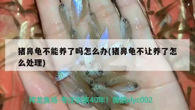 豬鼻龜不能養了嗎怎么辦(豬鼻龜不讓養了怎么處理)