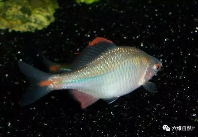 蚌能放在魚缸里養不？：河蚌可以在魚缸里養殖河蚌和魚需要注意水質管理嗎