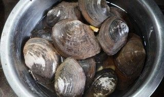 蚌能放在魚缸里養不？：河蚌可以在魚缸里養殖河蚌和魚需要注意水質管理嗎