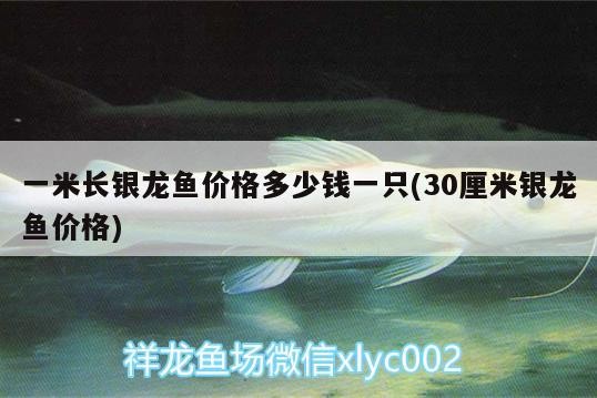 一米長銀龍魚價格多少錢一只(30厘米銀龍魚價格) 一米長銀龍魚價格多少錢一只(30厘米銀龍魚價格) 銀龍魚百科