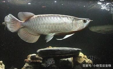 七彩能和魟魚一起養嗎：七彩魚和魟魚可以一起養嗎