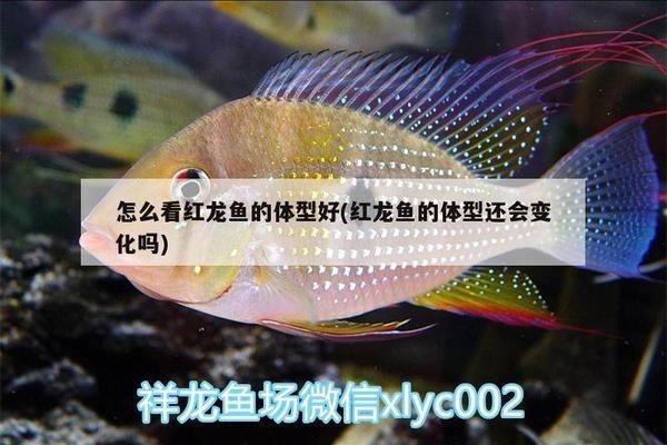 怎么看紅龍魚(yú)的體型好不好看：如何判斷紅龍魚(yú)體型好不好看