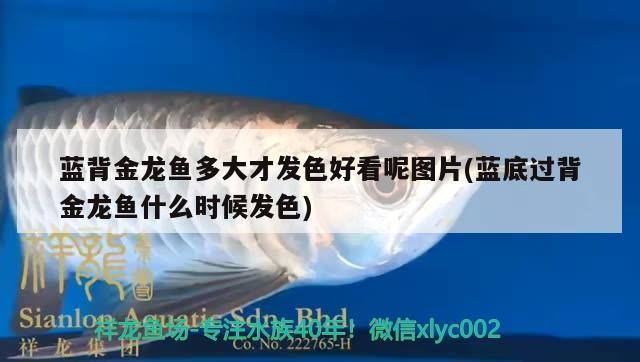紅龍魚 藍(lán)背金龍魚多大才發(fā)色好看呢圖片(藍(lán)底過背金龍魚什么時(shí)候發(fā)色) 金龍魚百科 藍(lán)背金龍魚多大才發(fā)色好看呢圖片(藍(lán)底過背金龍魚什么時(shí)候發(fā)色) 藍(lán)背金龍魚多大才發(fā)色好看呢圖片(藍(lán)底過背金龍魚什么時(shí)候發(fā)色) 金龍魚百科