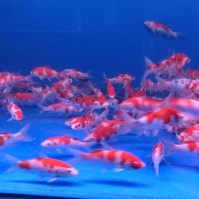 80cm魚缸造景圖片：80cm原生缸造景