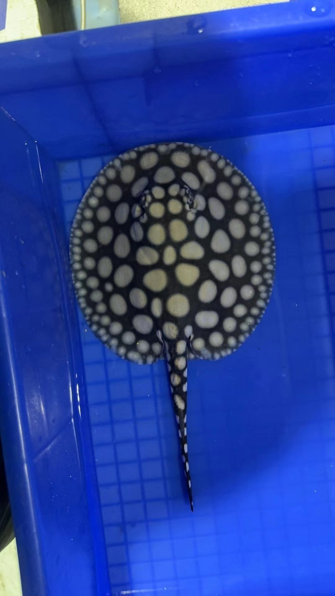 三條小魚
