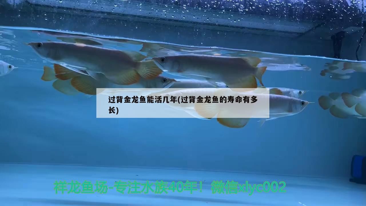 過背金龍魚能活幾年(過背金龍魚的壽命有多長(zhǎng))