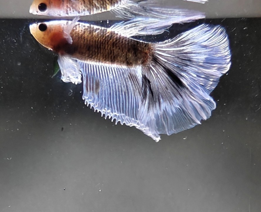 有被驚艷到 有被驚艷到 龍魚論壇 第7張