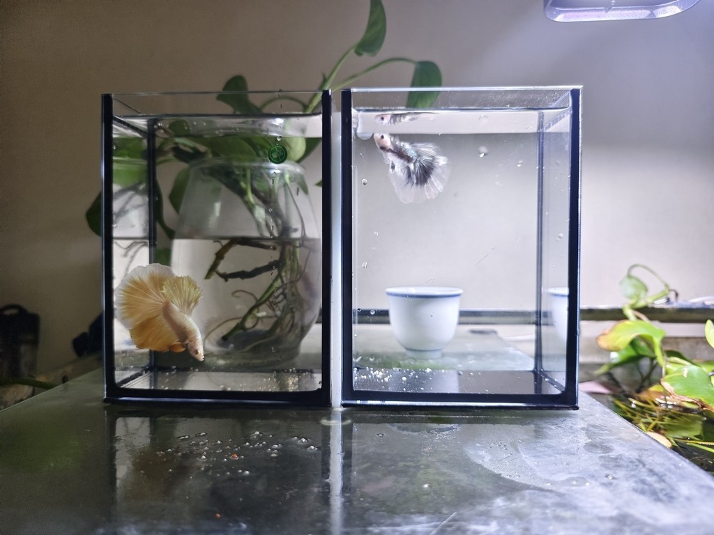 有被驚艷到 有被驚艷到 龍魚論壇 第8張
