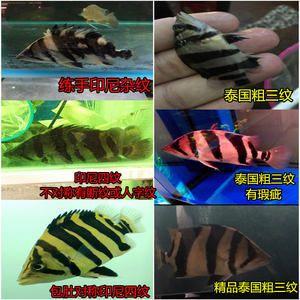 雜紋泰國虎魚：雜紋泰國虎魚價格和觀賞性上不如純?nèi)y或四紋的虎魚 雜紋泰國虎魚：雜紋泰國虎魚價格和觀賞性上不如純?nèi)y或四紋的虎魚 虎魚百科 第1張