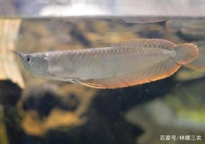 大型銀龍魚混養(yǎng)好嗎：大型銀龍魚是否適合和其他魚類混養(yǎng)