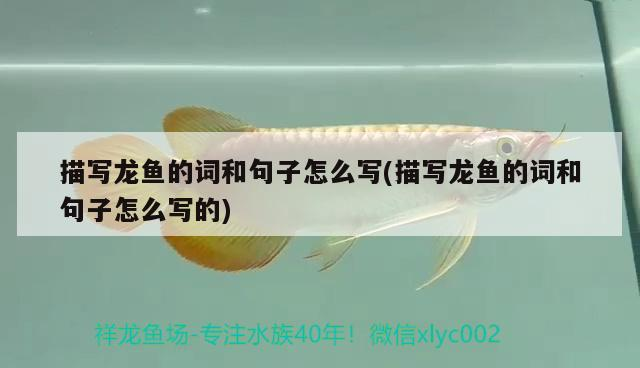 描寫龍魚的詞和句子怎么寫(描寫龍魚的詞和句子怎么寫的)