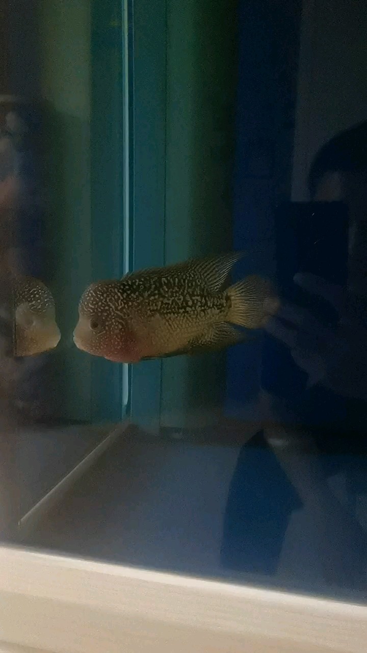剛入缸 剛入缸 龍魚論壇