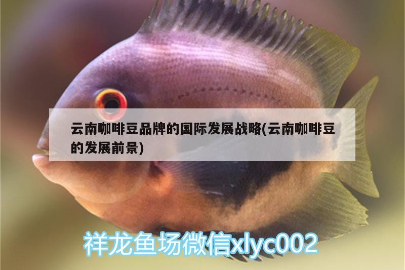 云南咖啡豆品牌的國際發展戰略(云南咖啡豆的發展前景)