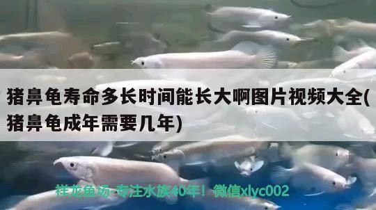 豬鼻龜壽命多長時間能長大啊圖片視頻大全(豬鼻龜成年需要幾年)