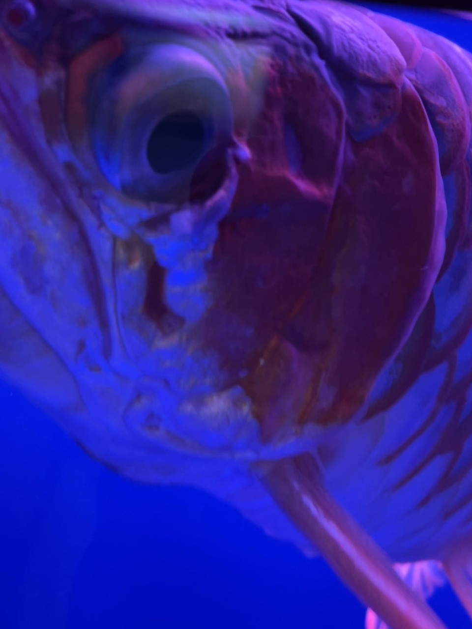 求助！龍魚掉了一小塊肉 求助！龍魚掉了一小塊肉 龍魚論壇 第2張