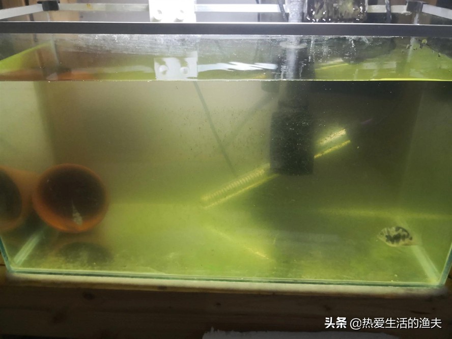 熱帶觀賞魚藍(lán)曼龍