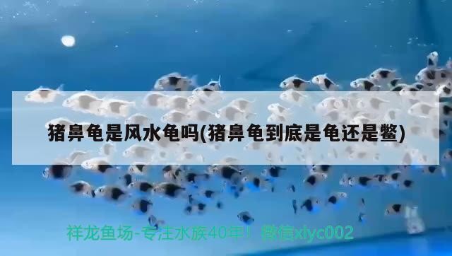 豬鼻龜是風水龜嗎(豬鼻龜到底是龜還是鱉)