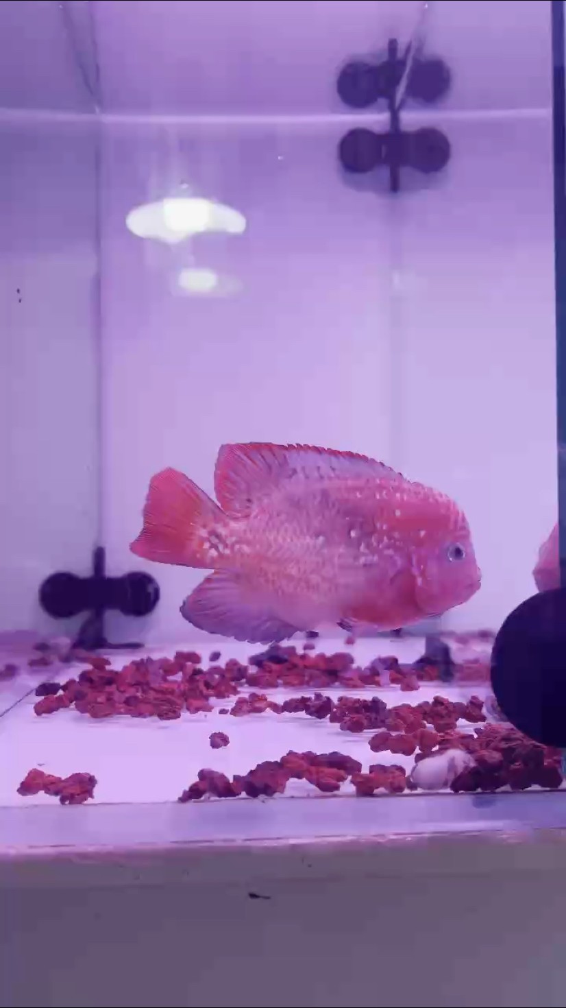 泰國進口幻彩羅漢魚