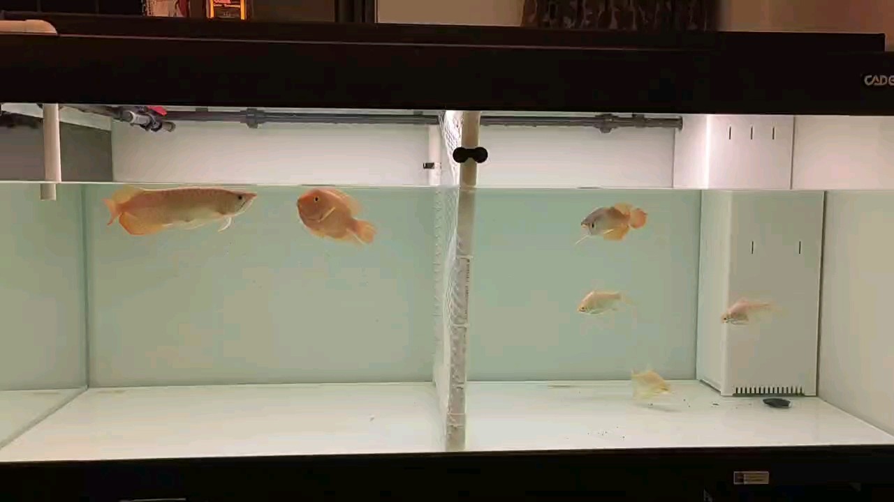 每周一換水。