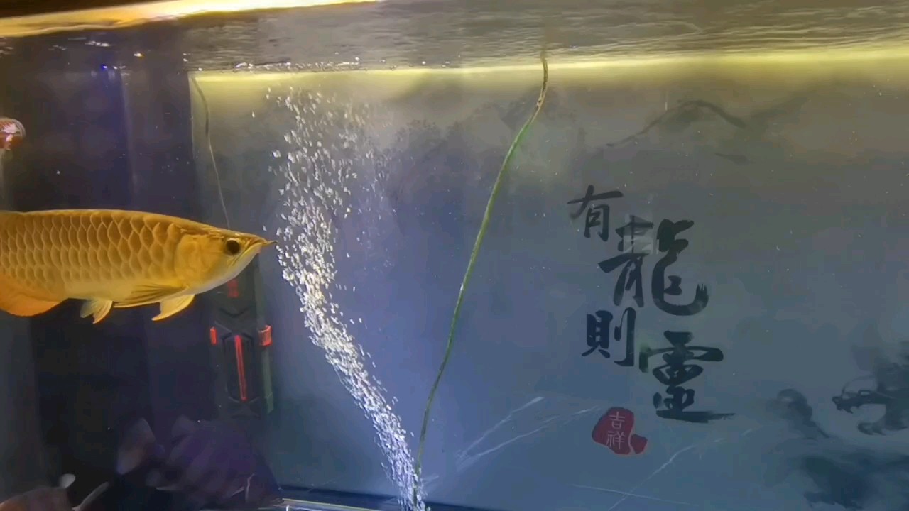 雙(金、紅)龍混八個月