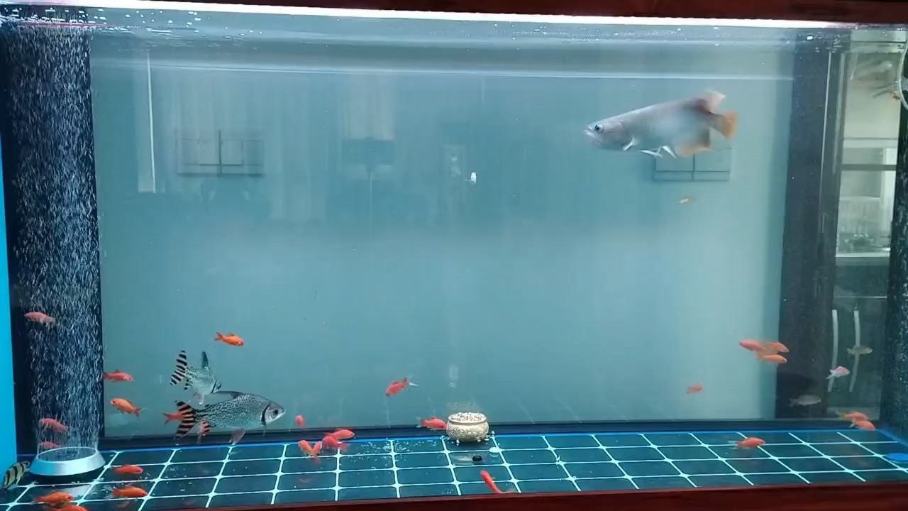 紅龍捕食真霸氣
