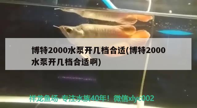 博特2000水泵開幾檔合適(博特2000水泵開幾檔合適啊) 博特2000水泵開幾檔合適(博特2000水泵開幾檔合適啊) 博特水族