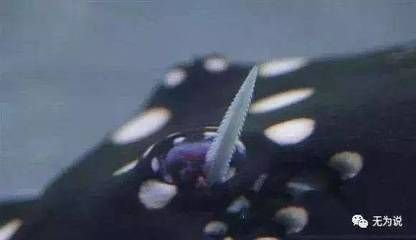 魟魚的尾刺長什么樣子：魟魚尾刺長什么樣子 魟魚的尾刺長什么樣子：魟魚尾刺長什么樣子 魟魚百科 第2張